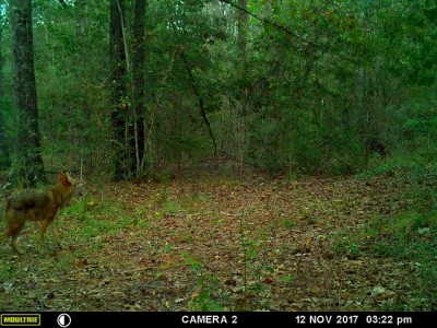 The 1st one yawning and headin' East
