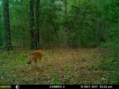 This is coyote #2 following close behind.
