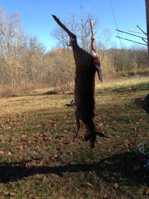 11-25-17 doe  2 - 1.jpg