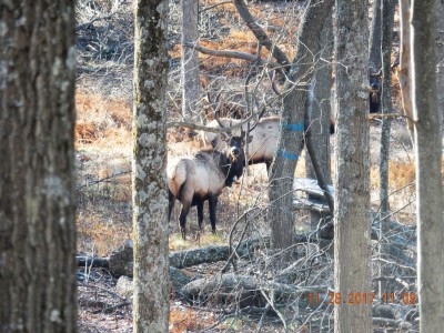 Elk State Forest near Sinnemahoning, PA