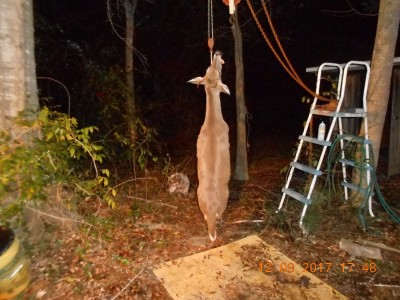 Bambi right before he lost his hide thanks to the RR Trapper.