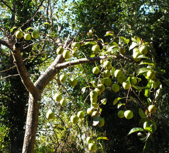 This year was going to be a bumper crop.