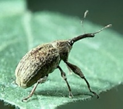 boll_weevil.jpg