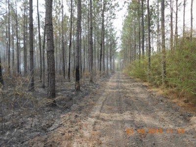 After the burn