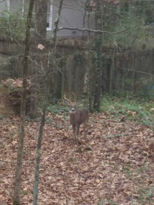Josh's Deer 2.jpg