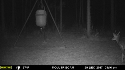 I think this was the buck that walked by this morning.