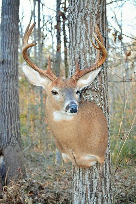 Monk's 10pt. Mount (2).jpg