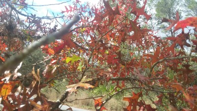 20180110_121033.jpg
