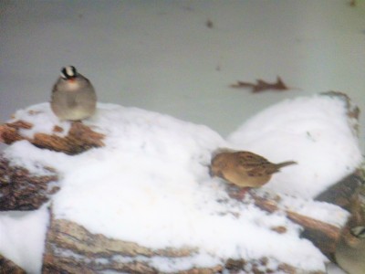P1020187.JPG