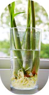 Leek.jpeg