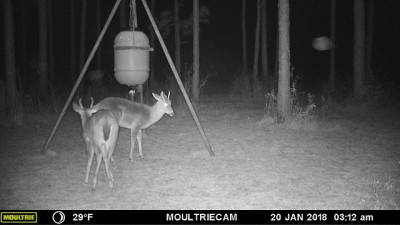 2 spikes squaring off, notice the one's ears are laid back.