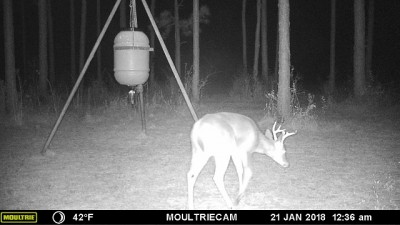 The opposition a buck with a larger rack with broken points.