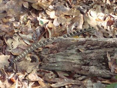 Eastern Diamondback.jpg
