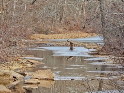 deer.jpg
