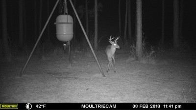 MFDC7024.JPG (424.58 KiB) Viewed 2304 times Maybe he's wondering why there is no corn on the ground?