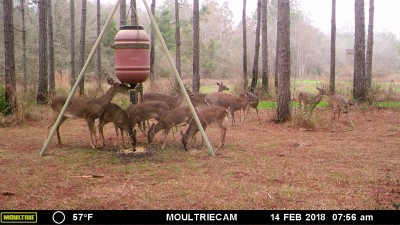 MFDC7698.JPG (755.18 KiB) Viewed 2304 times Mommas and youngsters on Valentine Day.