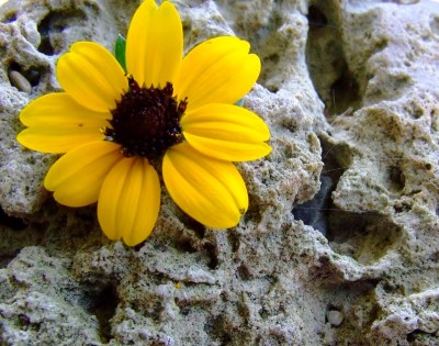 100_2743.JPG