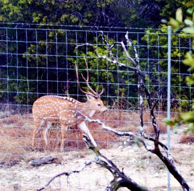 Axis Deer.jpg