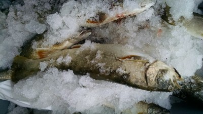 IMG_20180224_151510910.jpg