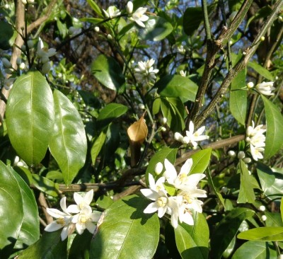 Satsuma