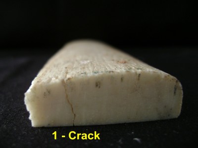 Giraffe Bone 5.JPG