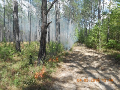 Fire beginning to run with the southwest breeze