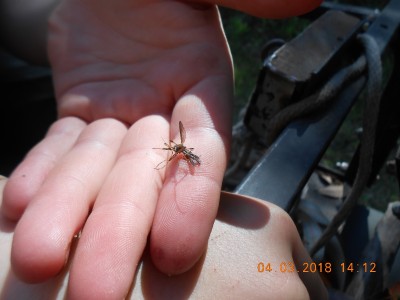 One less 'skeeter, they were rough during the burn.