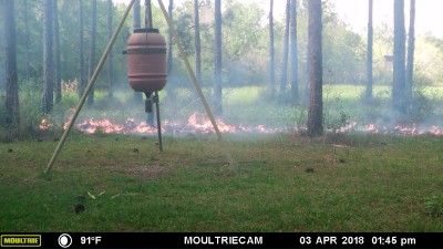 Fire picked up by game camera, clover and oats in background.
