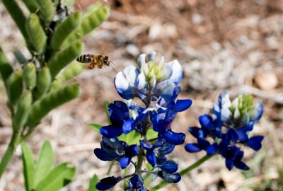 Bluebonnet Honey Bee small.jpg