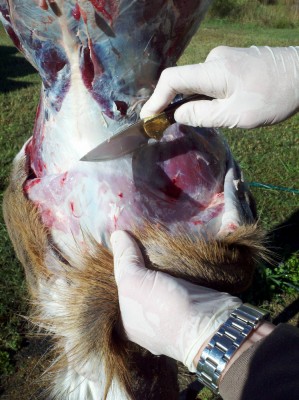 Skinning doe with Buck 113.jpg
