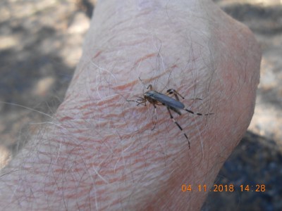 Here's one drillin' for oil on the back of my hand, right before disaster struck!