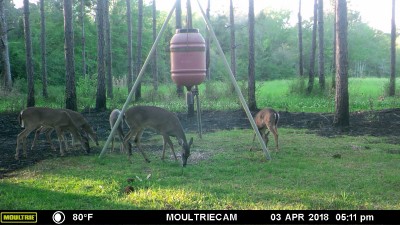About 3 hours later the deer were back at the feeder and the clover patch.