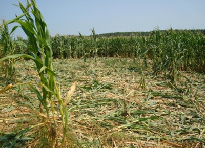Crop damage