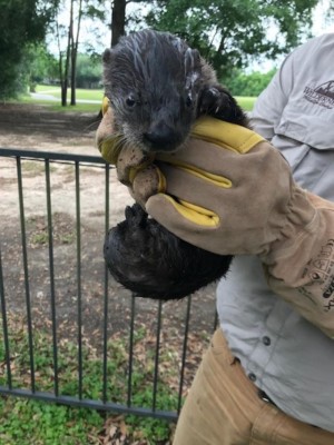 thumbnail otter rescue.jpg