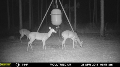 Lost his antlers some where in the woods.