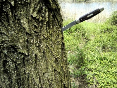 Tidioute in a tree.jpg