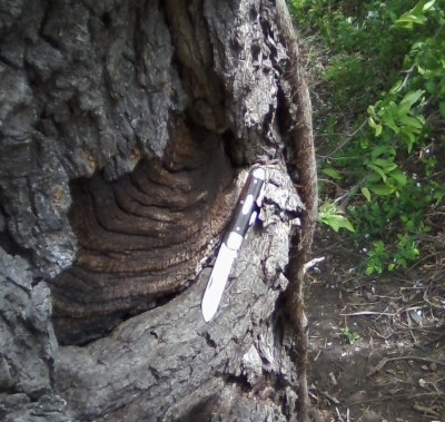 Tidioute in a hollow tree.jpg
