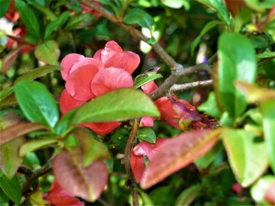 P1020420.JPG