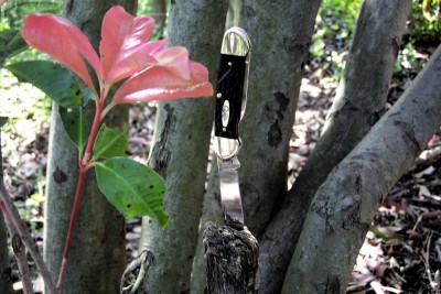 Gumfuddy in the spring.JPG