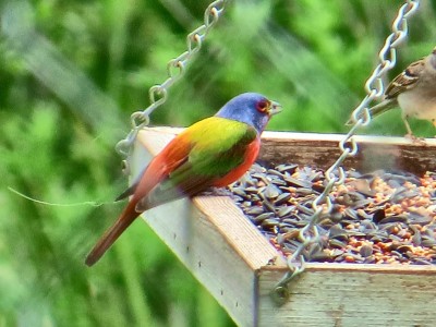 Painted Bunting