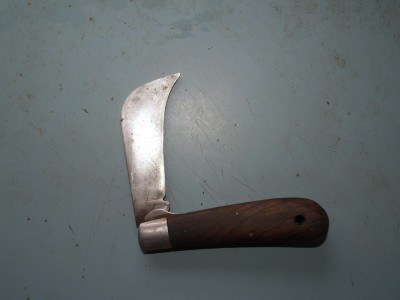 hawkbill3.JPG