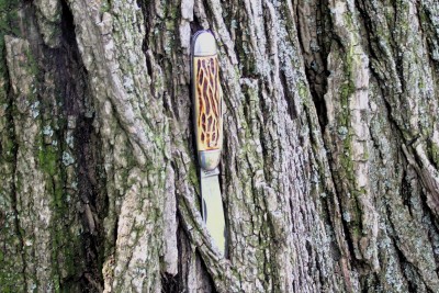 Colonial Cigar Jack on bark.JPG