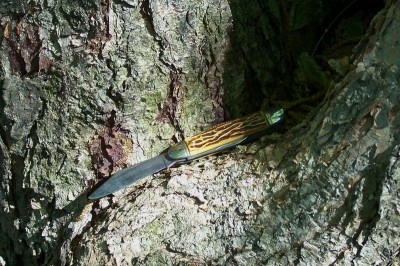 Colonial Cigar Jack on bark II.JPG