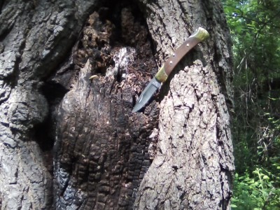 Buck Mod. 55 up a tree.jpg