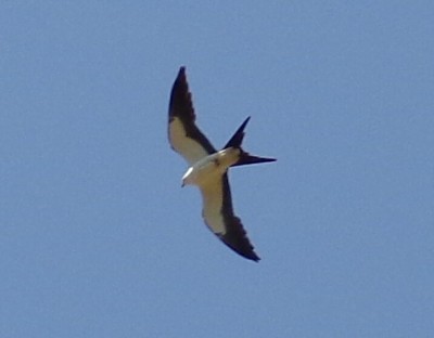 Swallowtail Kite