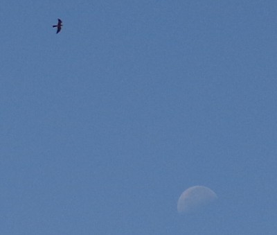 Mississippi Kite