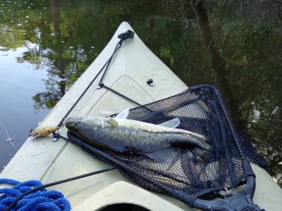 Bass