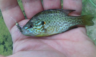 IMG_20170603_111949.jpg