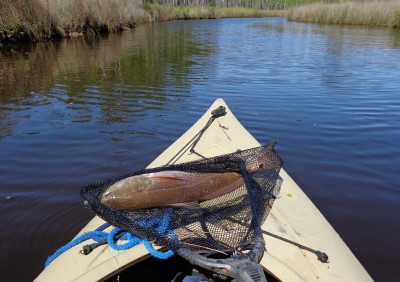 Redfish