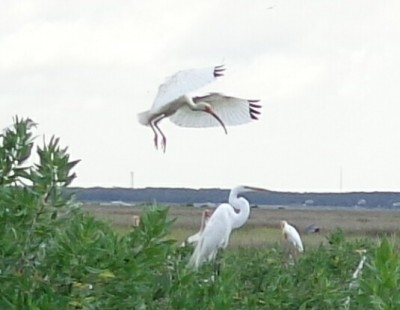 Ibis_and_Egrets2.jpg